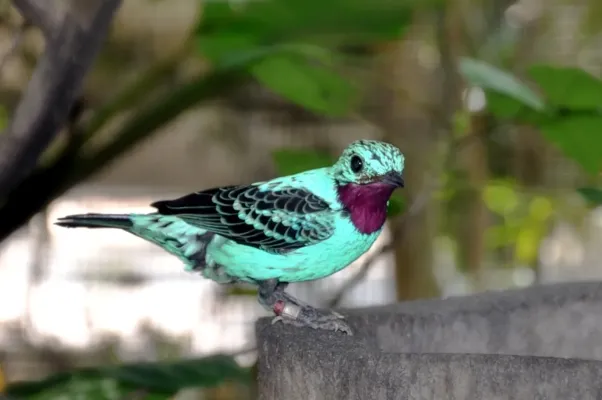 File:Cotinga cayana -Jurong Bird Park-8a.jpg