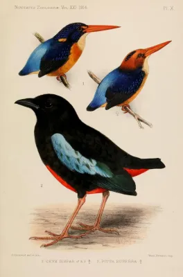 File:Novitateszoologi21lond 0537 Pitta superba.jpg
