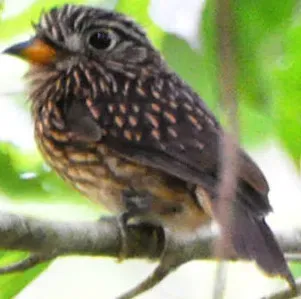 File:Malacoptila fusca (cropped).jpg