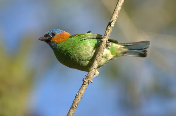 File:Tangara cyanocephala Itamanbuca Eco Resort.jpg