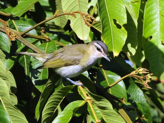 File:Vireo chivi Itamambuca Eco Resort.jpg