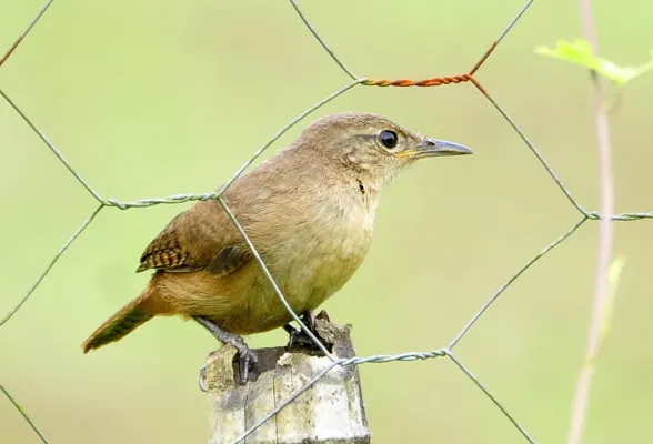 File:Troglodytes musculus Registro 2.jpg