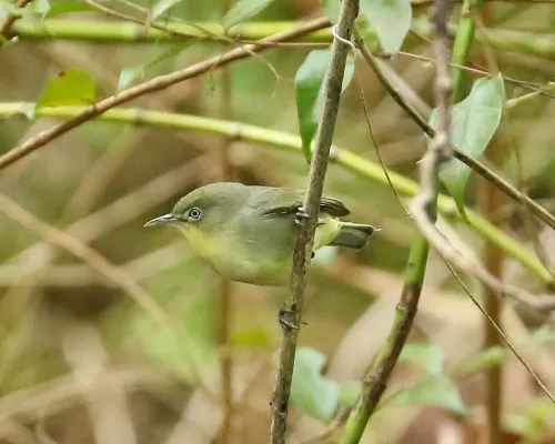 File:Zosterops hypolais.jpg