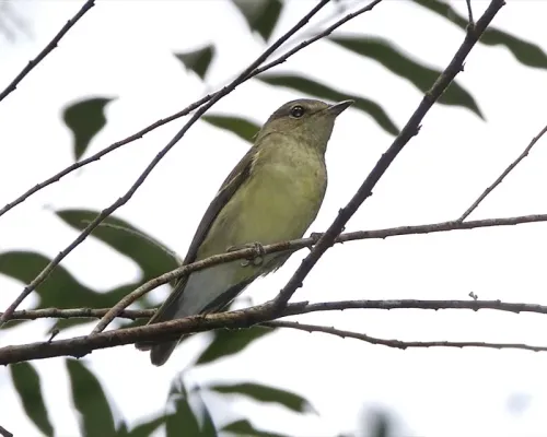 File:Yellow-rumped Flycatcher (Ficedula zanthopygia).jpg