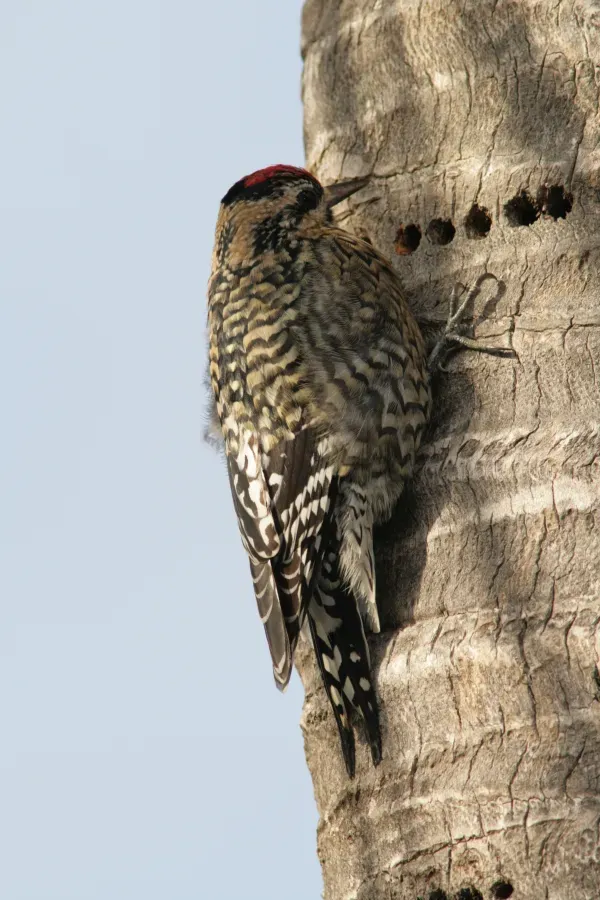 File:Sphyrapicus varius on palm tree.jpg
