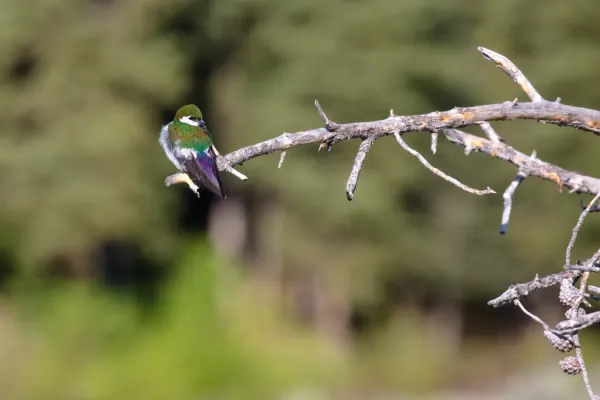 File:Violet-green swallow (Tachycineta thalassina) (29052031318).jpg