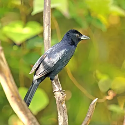 File:White-lined tanager (Tachyphonus rufus) male.jpg