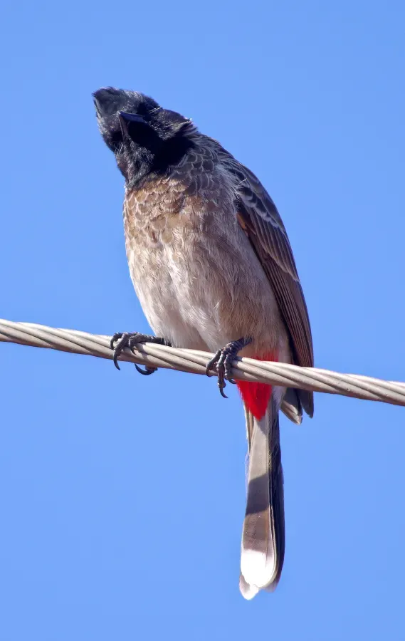 File:20191215 Pycnonotus cafer humayuni, Pushkar 1141 8757.jpg