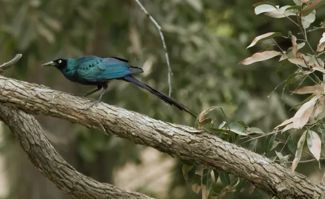 File:Flickr - tj.haslam - Long-tailed Glossy Starling (Lamprotornis caudatus).jpg