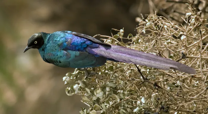 File:Lamprotornis caudatus -Dakar -Senegal-2007.jpg