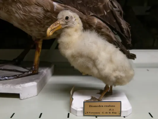 File:Diomedea exulans pullus Zoothèque MNHN.jpg