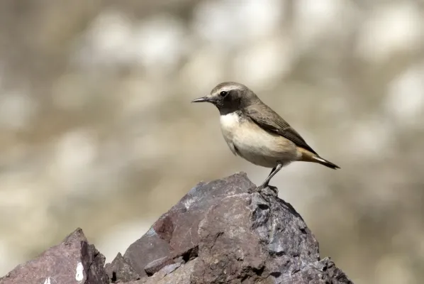 File:Oenanthe xanthoprymna - Kurdish Wheatear, Osmaniye, Turkey 02.jpg