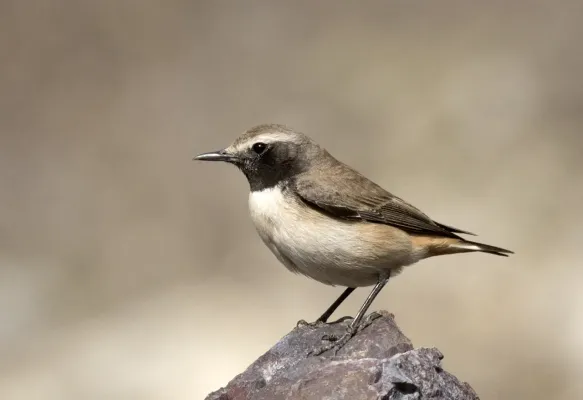 File:Oenanthe xanthoprymna - Kurdish Wheatear, Osmaniye, Turkey 01.jpg