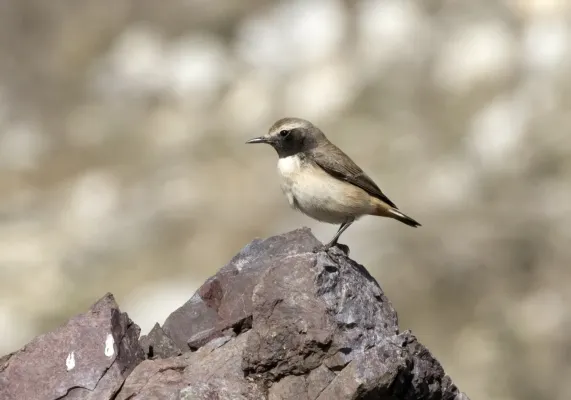File:Oenanthe xanthoprymna - Kurdish Wheatear, Osmaniye, Turkey 03.jpg