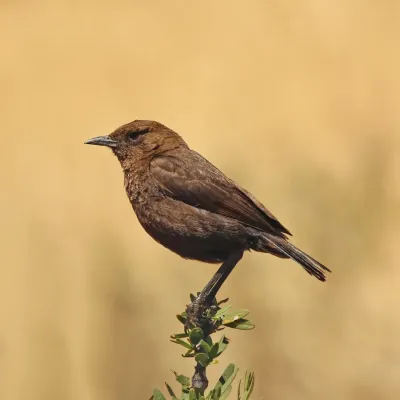 File:Ant-eating chat (Myrmecocichla formicivora) female.jpg