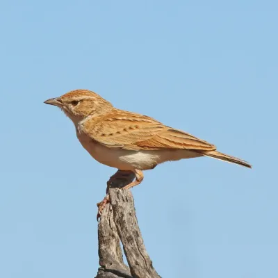 File:Fawn-coloured lark (Calendulauda africanoides africanoides) 2.jpg