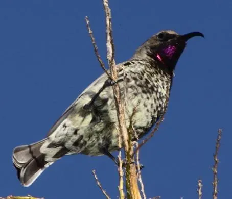 File:Chalcomitra amethystina.jpg