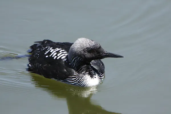 File:Pacific Loon (Gavia pacifica).jpg