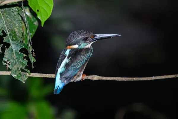 File:Alcedo-peninsulae.jpg