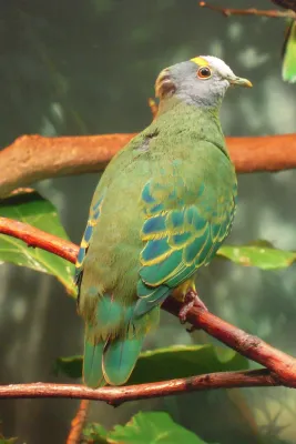 File:Ptilinopus coronulatus -Central Park Zoo-8a.jpg