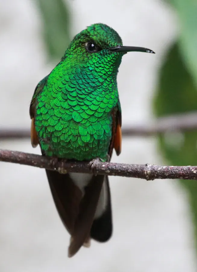 File:Eupherusa eximia.jpg