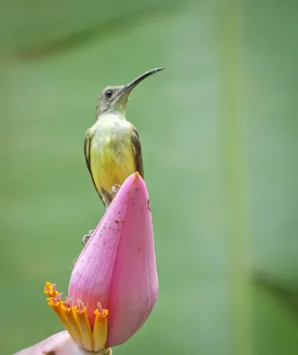 File:Little Spiderhunter (Arachnothera longirostra).jpg