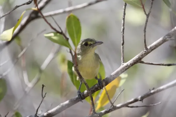 File:Vireo pallens.jpg