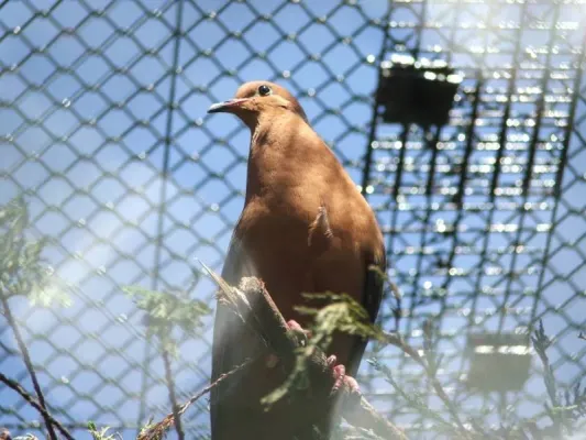 File:Zenaida graysoni -Edinburgh Zoo-6a.jpg