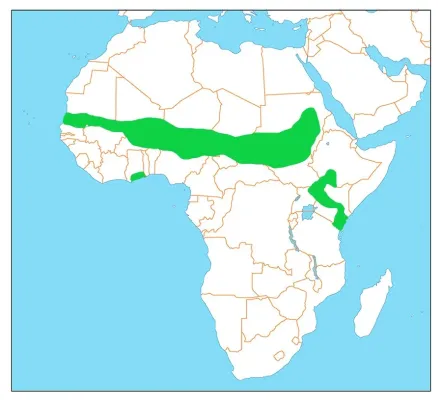 File:Ortyxelos meiffrenii dist.jpg