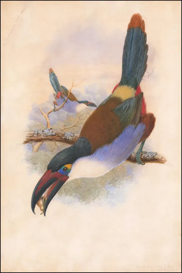 File:Ca. 1870 watercolored lithograph of a Black-Billed Mountain Toucan (Andigena nigrirostris).jpg