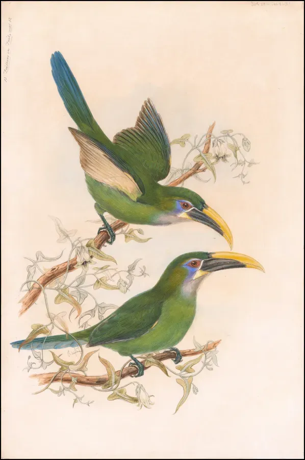 File:Ca. 1870 watercolored lithograph of Yellow-billed toucanets (Aulacorhynchus sulcatus calorhynchus).jpg