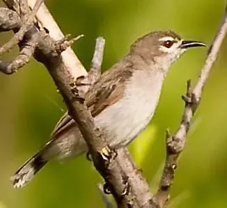 File:Anthreptes gabonicus.jpg