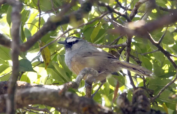 File:Banasura Chilappan, Montecincla jerdoni.jpg