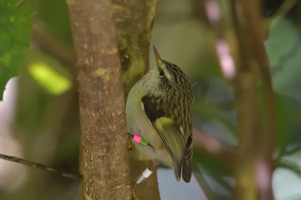 File:Acanthisitta chloris granti 58304568.jpg