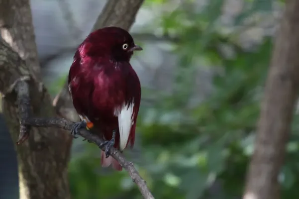 File:Xipholena punicea -Miami Metrozoo -male-8a.jpg