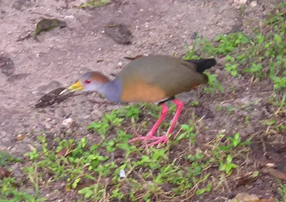 File:Aramides albiventris, Tikal.jpg