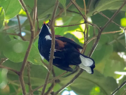 File:Entomodestes leucotis.jpg