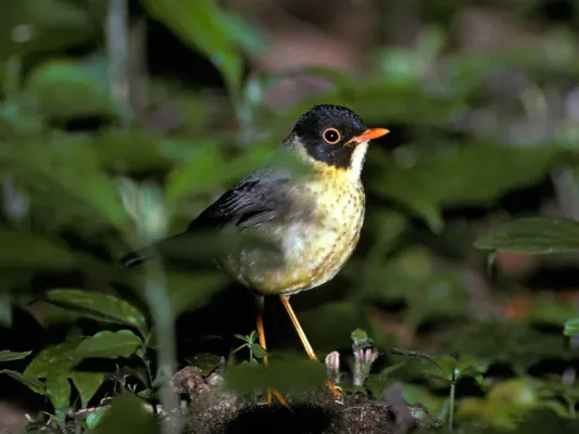 File:Catharus dryas 2.jpg