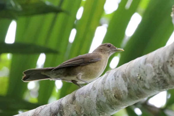 File:Turdus sanchezorum.jpg
