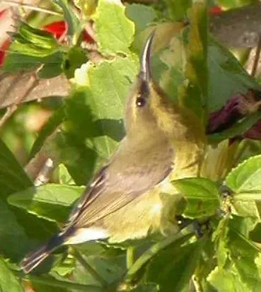 File:Cinnyris cupreus.jpg
