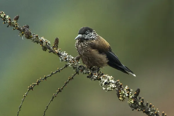 File:Southern Nutcracker (Nucifraga hemispila macella), Bhutan S4E8143.jpg