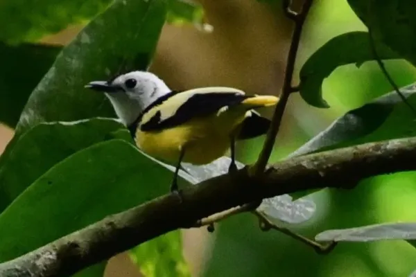 File:Neolalage banksiana.jpg