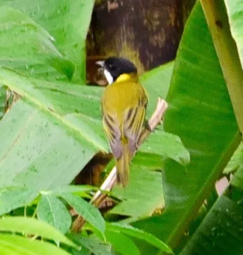 File:Pachycephala chlorura.jpg