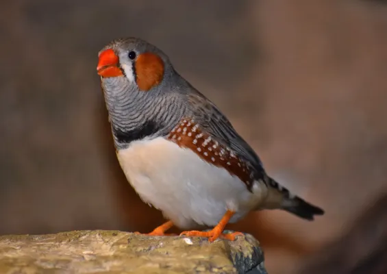 File:Taeniopygia guttata - Bird Kingdom.jpg