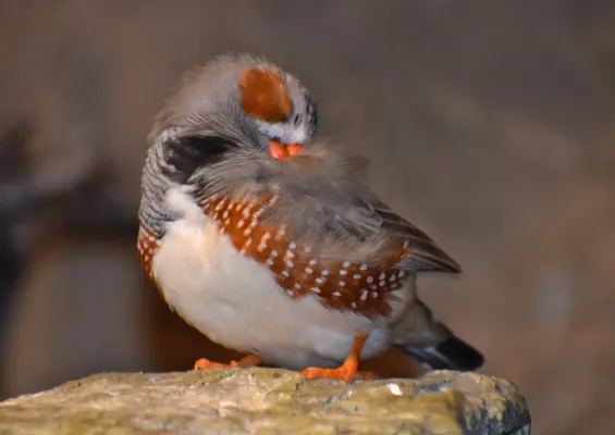 File:Taeniopygia guttata - Bird Kingdom1.jpg