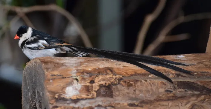 File:Vidua macroura - Bird Kingdom.jpg