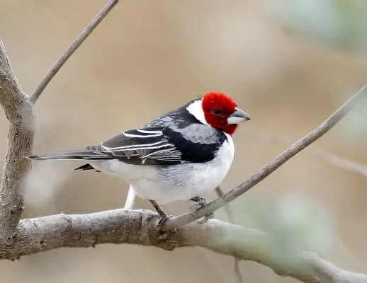 File:Paroaria dominicana - Red-cowled Cardinal; Juazeiro, Bahia, Brazil.jpg