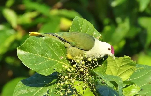 File:Ptilinopus hernsheimi.jpg