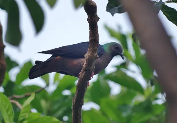 File:Columba malherbii.jpg