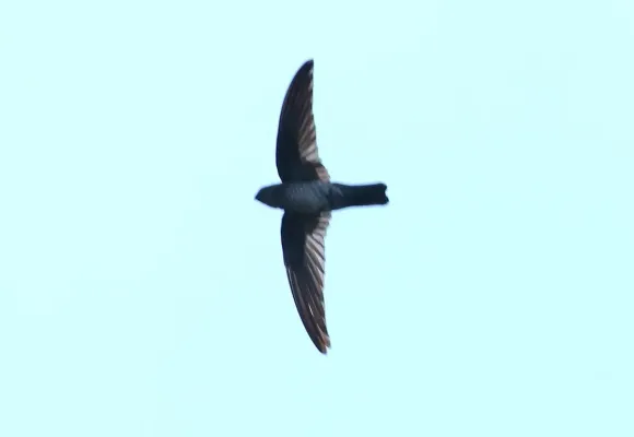 File:Collocalia marginata.jpg